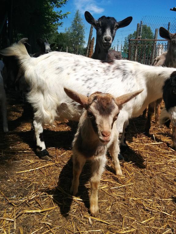 Agriturismo La Chioccia Campagna Lupia Dış mekan fotoğraf